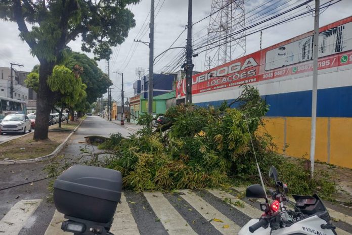 arvore_cai_no_centro