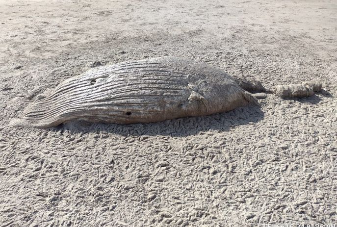 csm_Carcacas_de_cachalote_e_baleia-jubarte_sao_encontradas_em_praias_da_Paraiba_3b93991d06