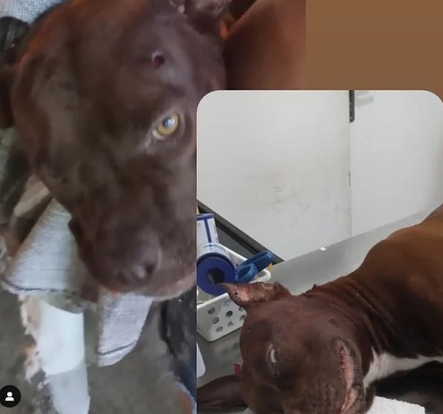 csm_cadelinha_baleada_2023_fd252b2589